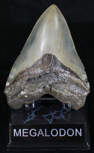 Serrated Megalodon Tooth - North Carolina #18384